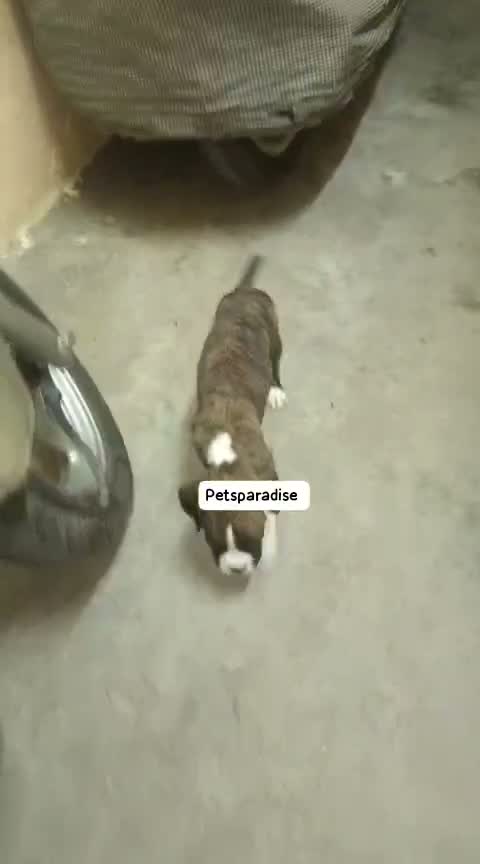 Boxer Puppy, farm video