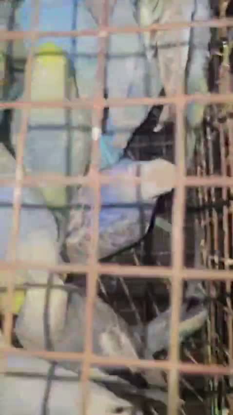 Budgies | Fallow, farm video