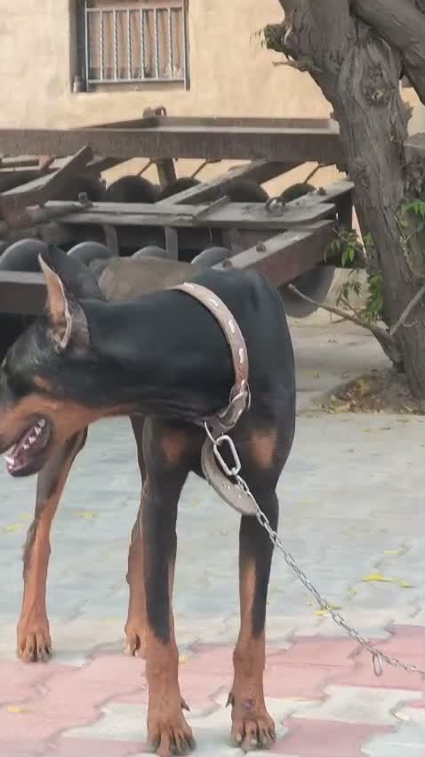 Doberman Pinscher Puppy | Brown & Tan, farm video