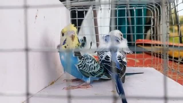Helicopter Budgies, farm video
