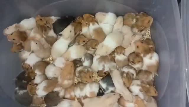 Dwarf Hamster Babies | Adults, farm video