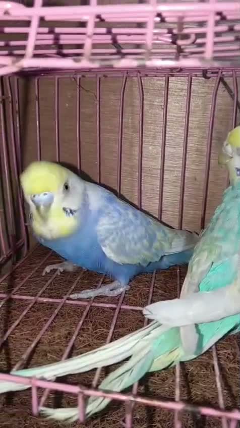Budgies | Fallow, farm video