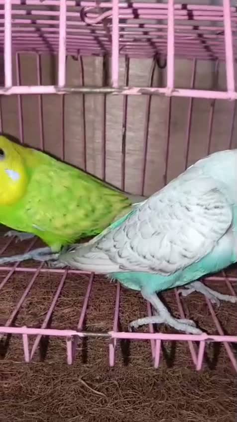 Budgies | Fallow, farm video