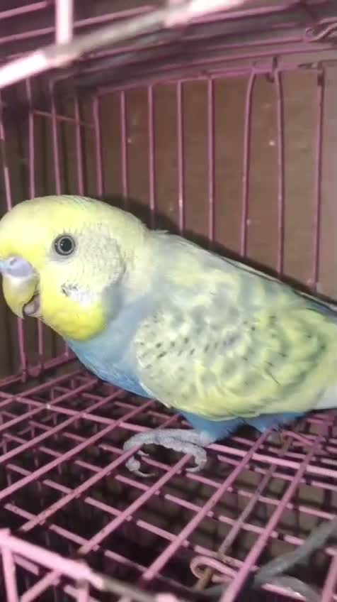 Budgies | Fallow, farm video