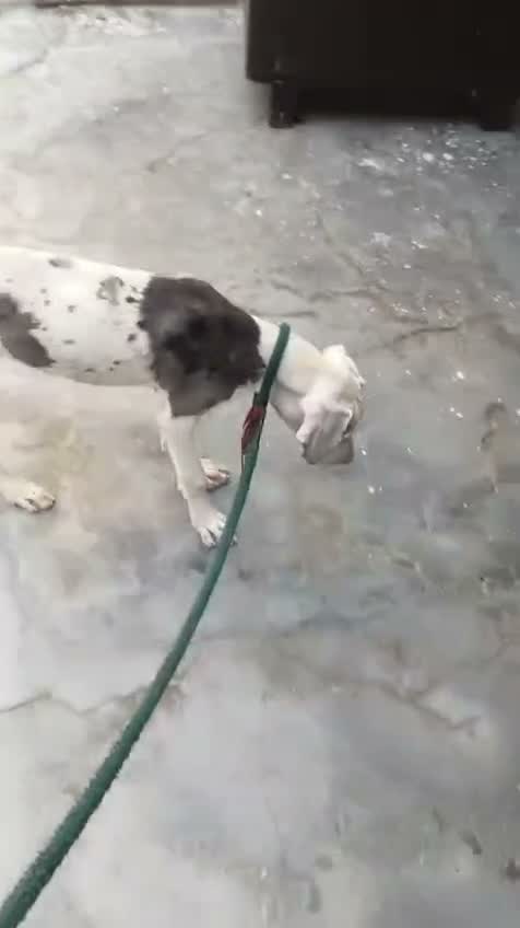 Great Dane Puppy, farm video
