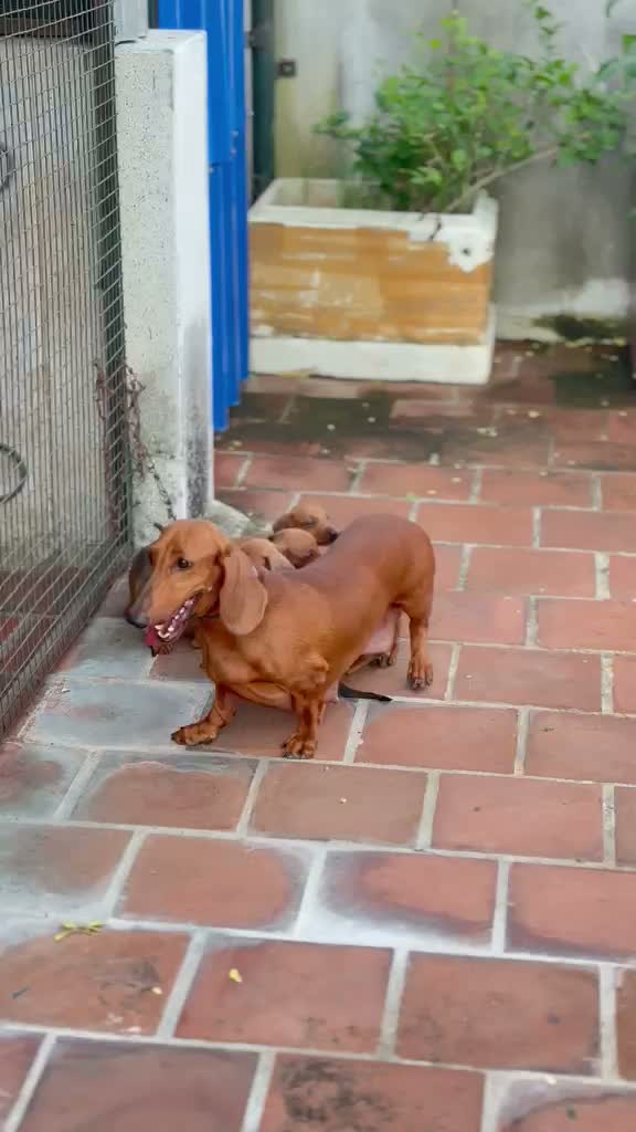 Dachshund Puppy | Brown, farm video
