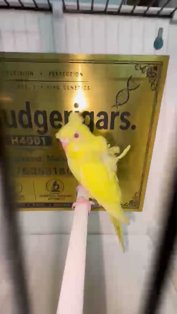 Homer Pigeon, farm video