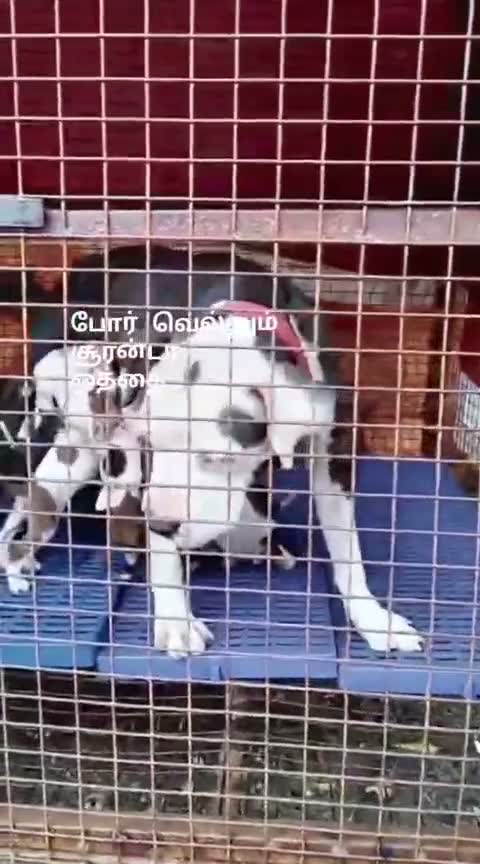 American Bully XXL Size Puppy, farm video