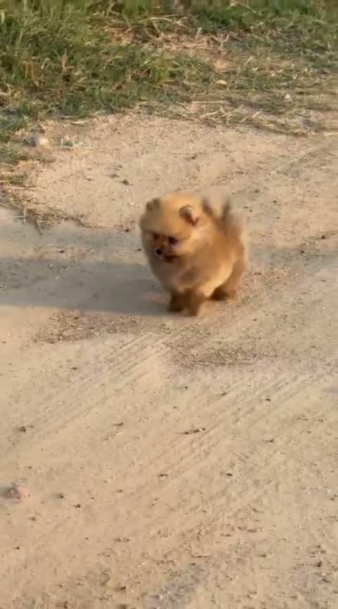 Pomeranian Puppy, farm video