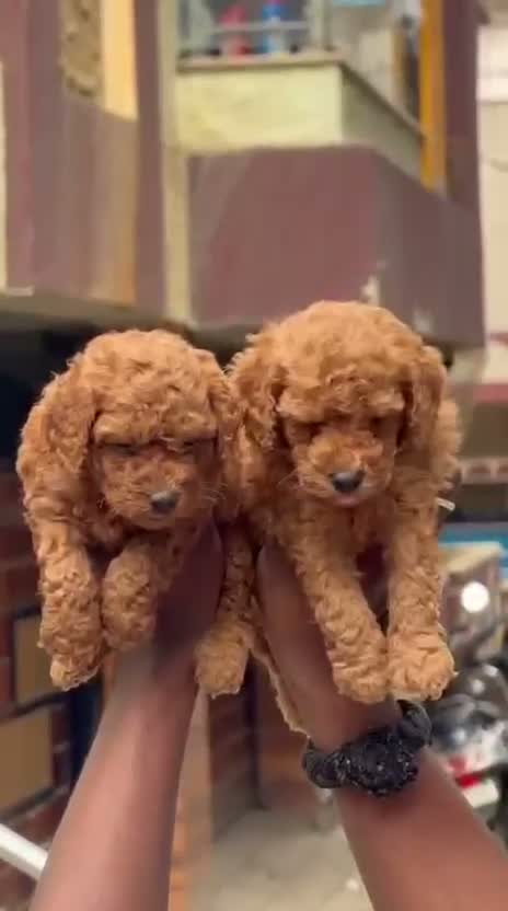 Standard Poodle Puppy, farm video