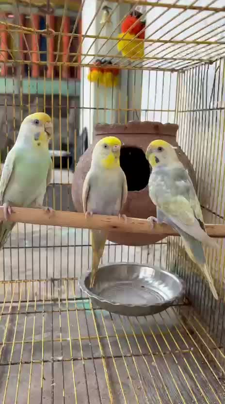 Budgies | Fallow, farm video