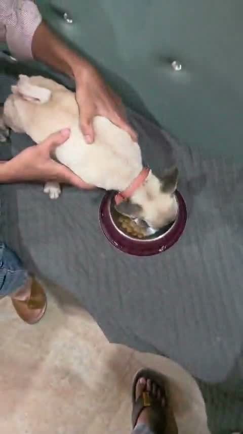 Pug Puppy, farm video