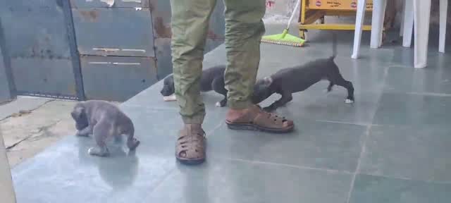 American Bully Pocket Size Puppy, farm video