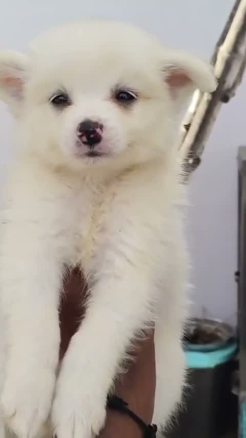 Pomeranian Puppy, farm video