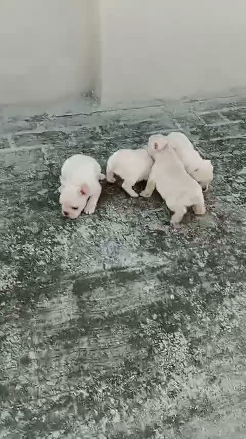 French Bulldog Puppy, farm video