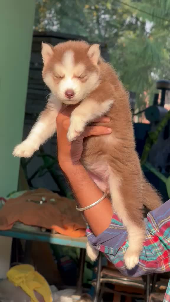 Siberian Husky Puppy | Black & White Color, farm video