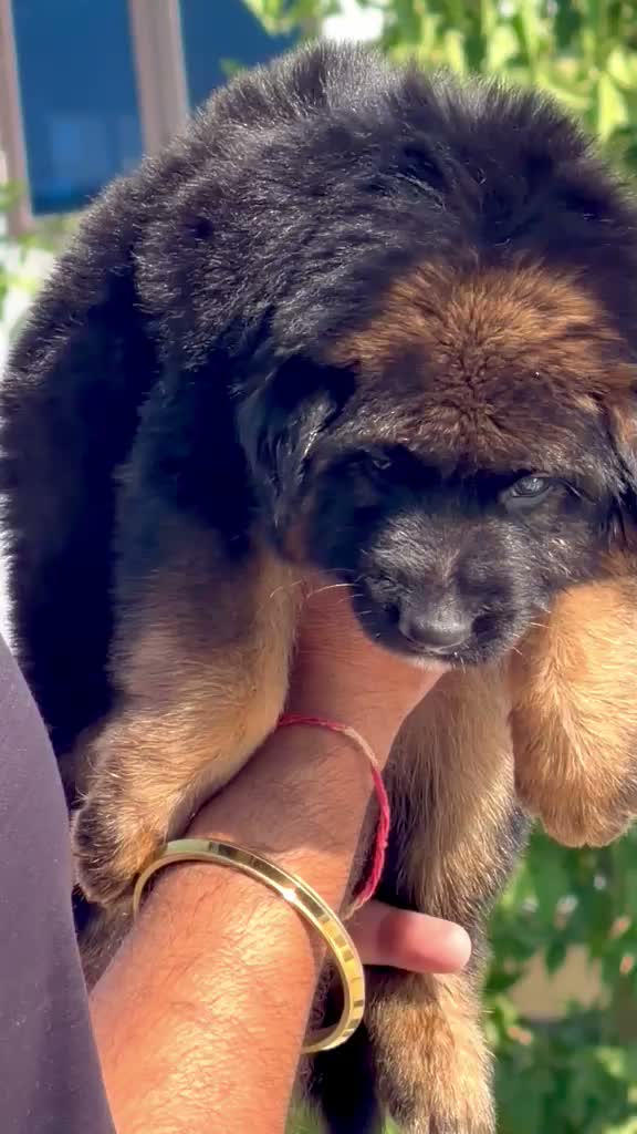 German Shepherd Puppy, farm video