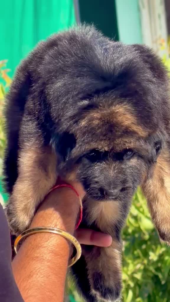 German Shepherd Puppy, farm video