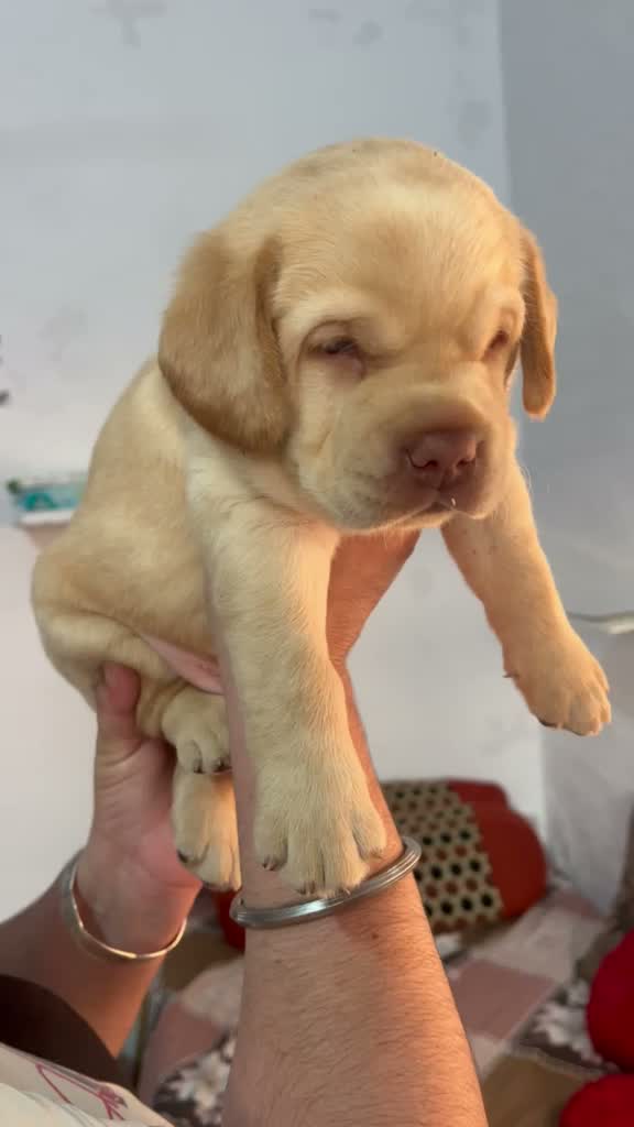 Beagle Black & Tan Puppy, farm video