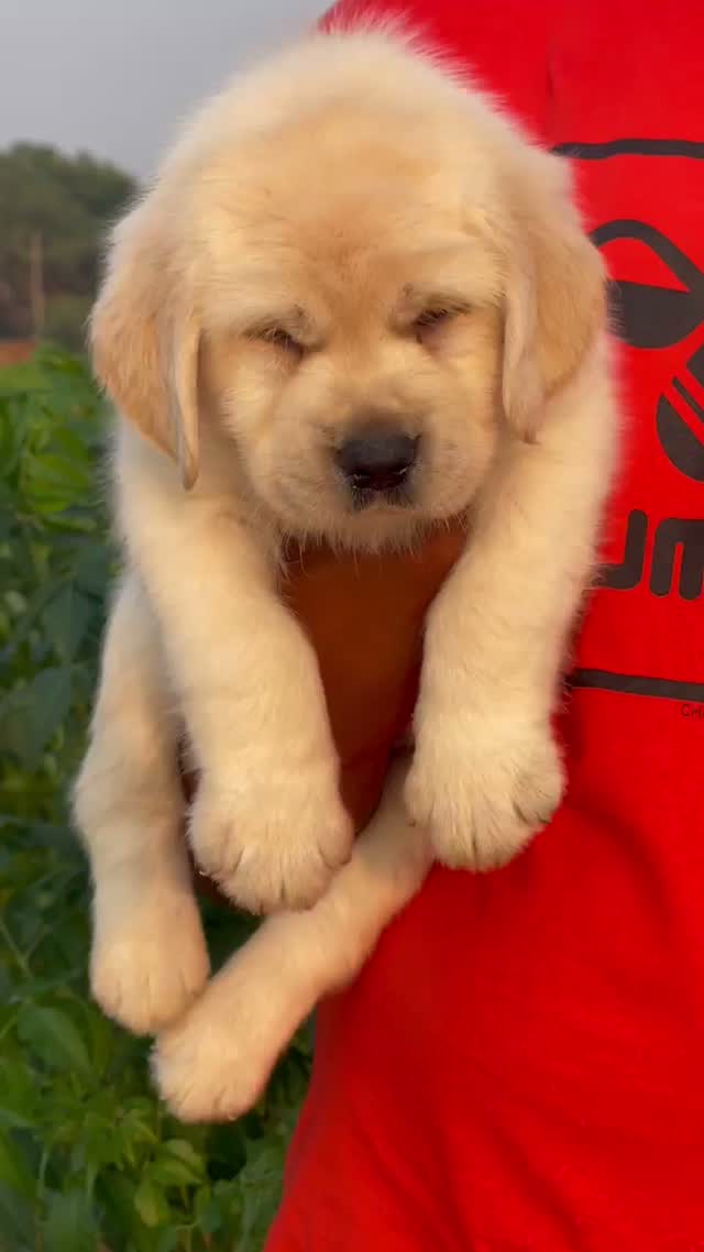 Beagle Black & Tan Puppy, farm video