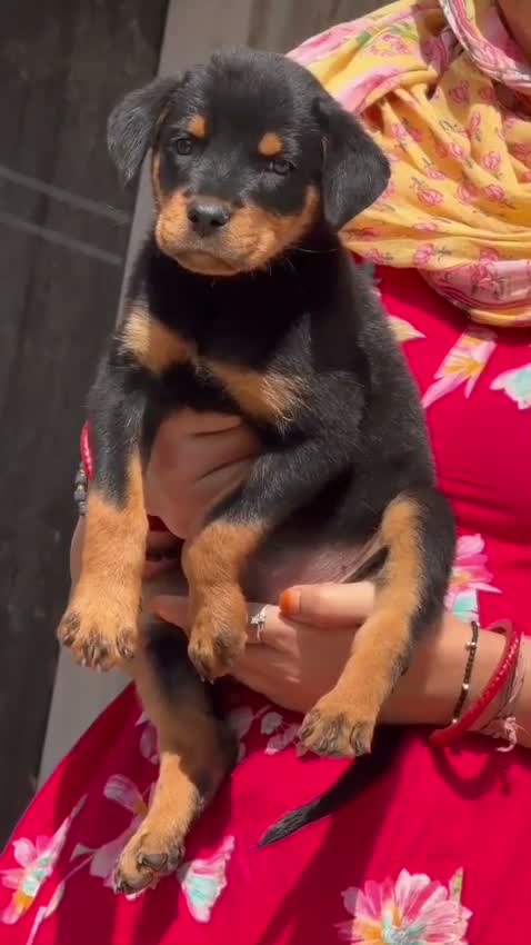 Rottweiler Puppy, farm video