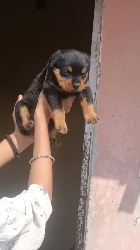 Rottweiler Puppy, farm video