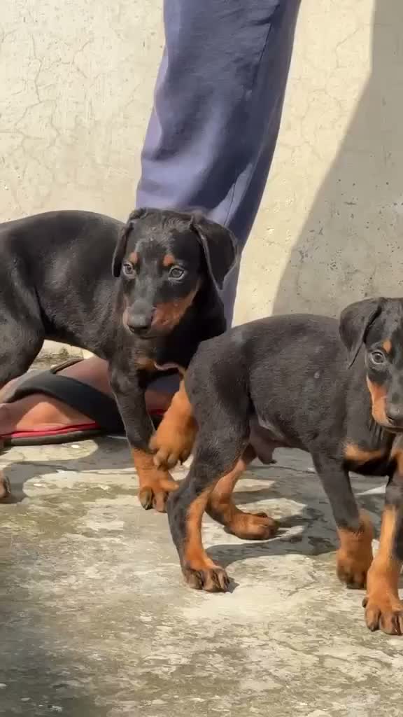 European Doberman Puppy, farm video