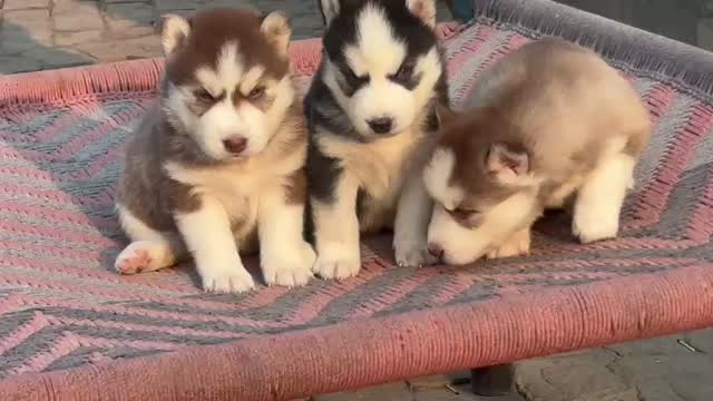 Siberian Husky Puppy | Black & White Color, farm video