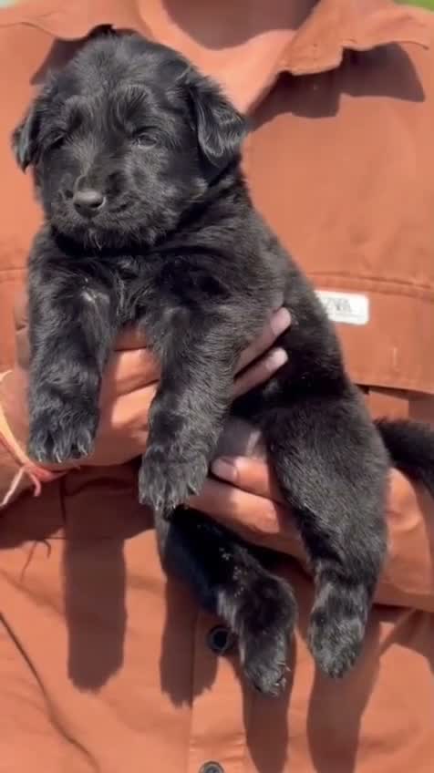 German Shepherd Puppy, farm video