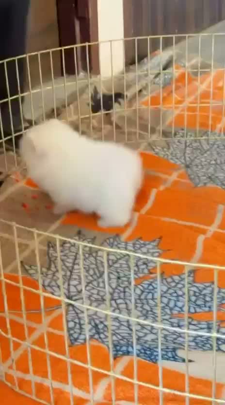 Pomeranian Puppy, farm video