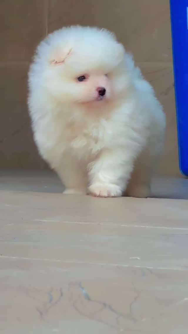 Pomeranian Puppy, farm video