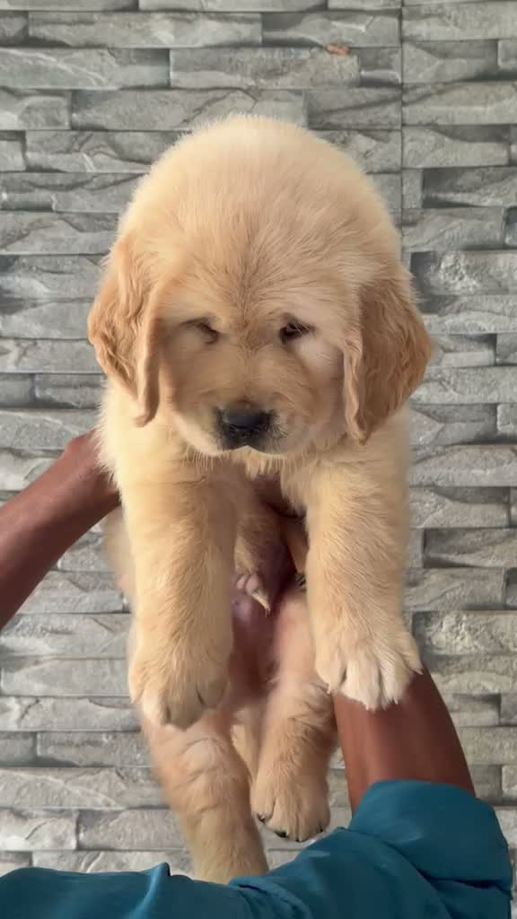 Labrador Retriever Puppy, farm video