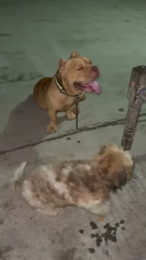 American Bully Pocket Size Puppy, farm video