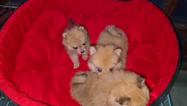 Culture Toy Pom Puppy | Black, farm video