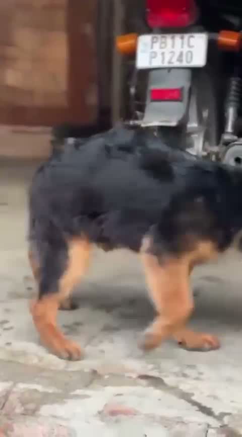 German Shepherd Puppy, farm video