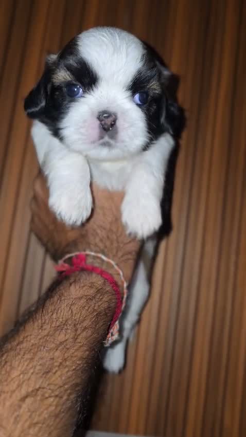 Shih Tzu | Black Color, farm video