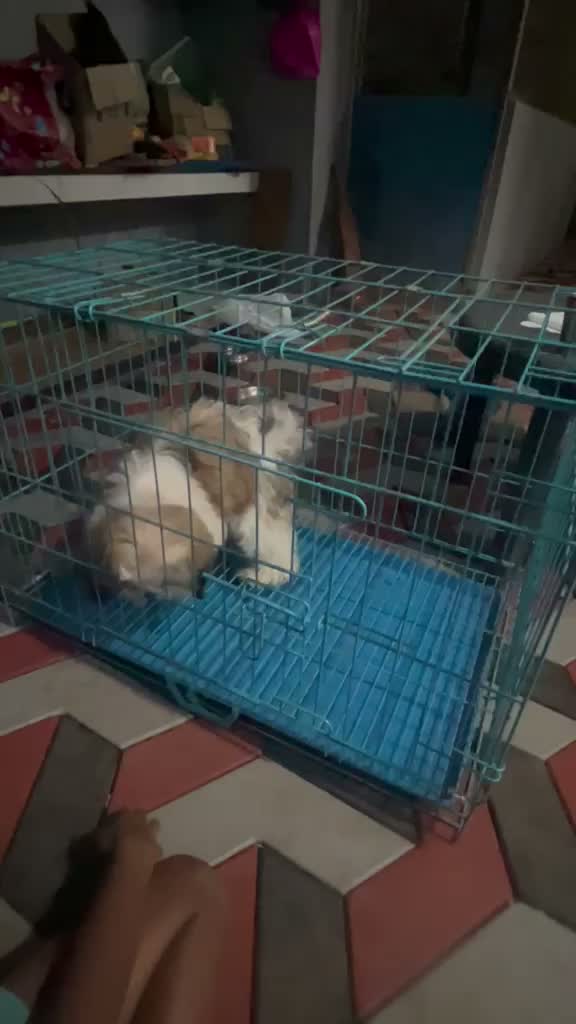 Shih Tzu | Black Color, farm video