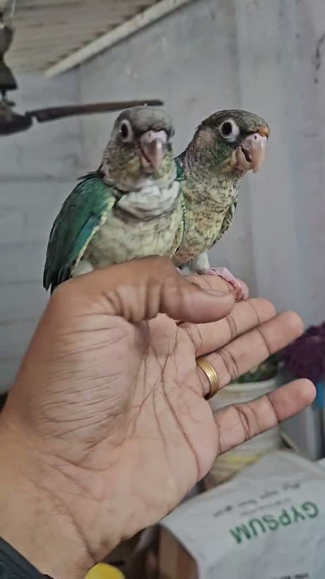 Small Cheek Conure, farm video