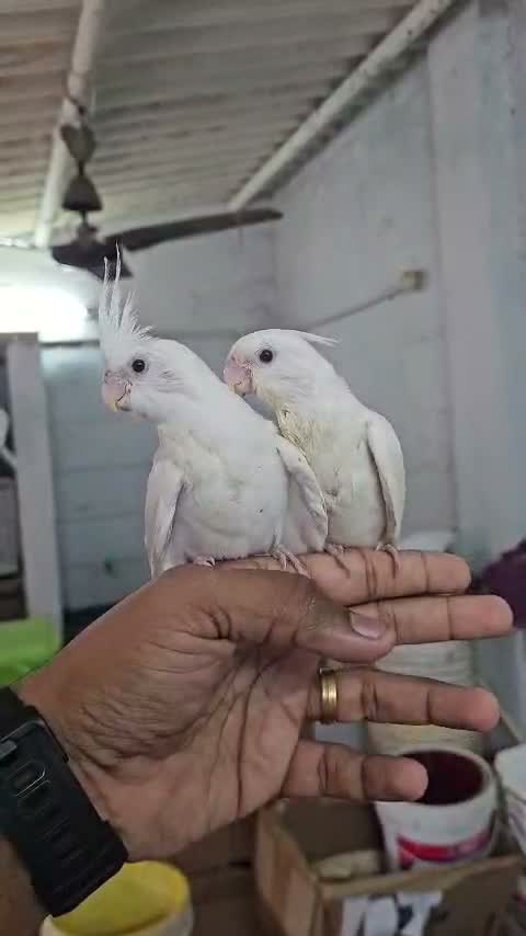 Cockatiel, farm video