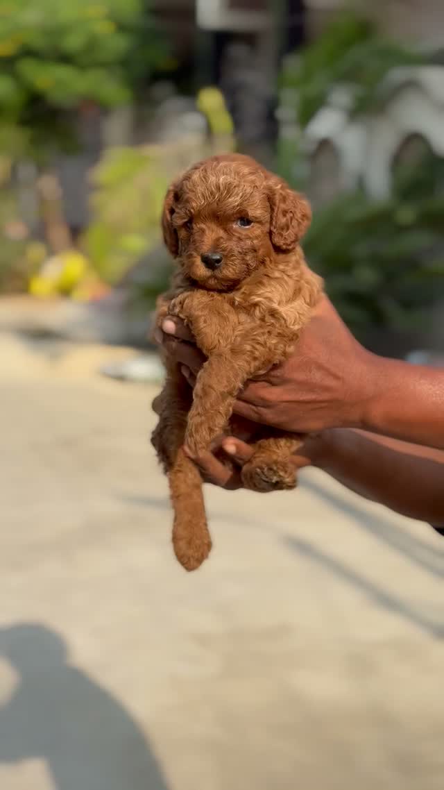 Standard Poodle Puppy, farm video