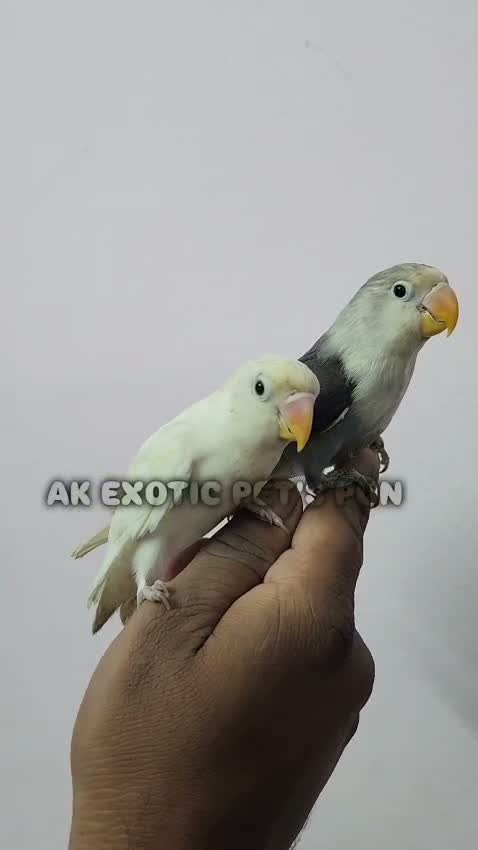 African Love Birds | Opaline, farm video