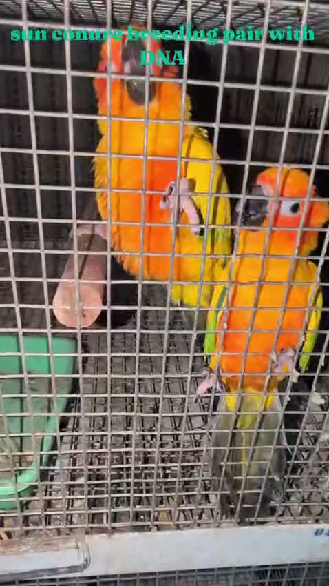 Sun Conure, farm video