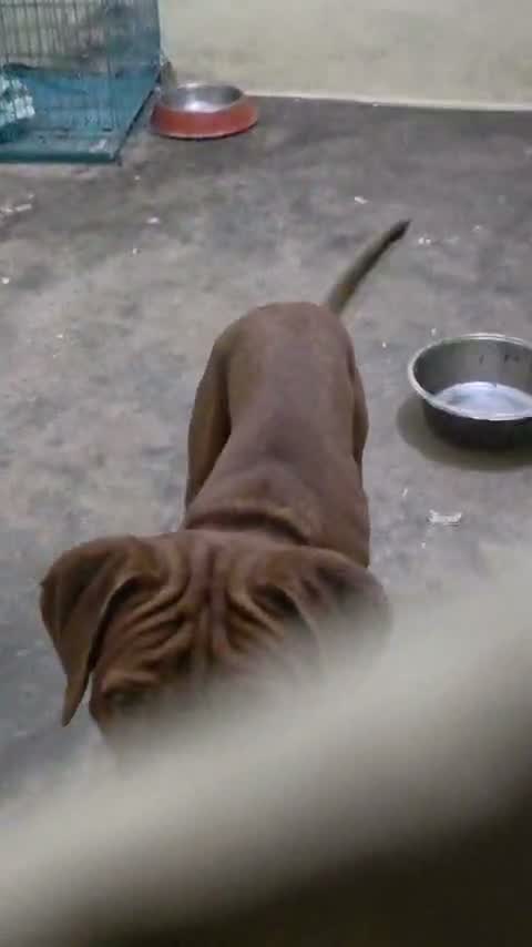 Dachshund Puppy | Brown & Tan, farm video