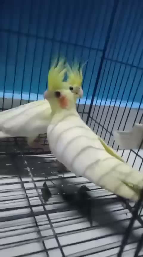 Cockatiel | Pied, farm video