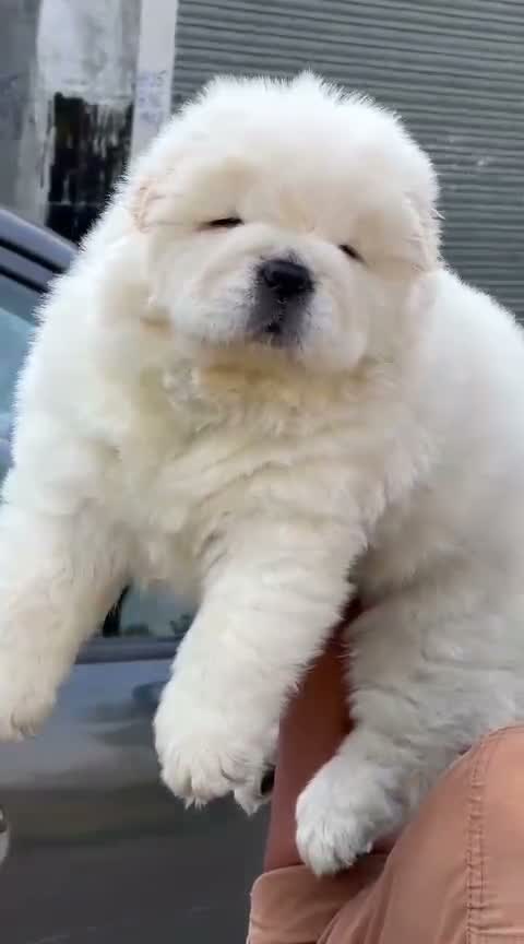 Chow Chow Puppies, farm video