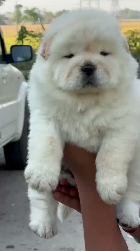 Chow Chow Puppies, farm video