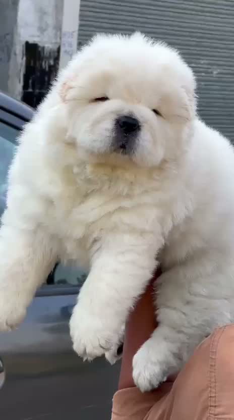 Chow Chow Puppies, farm video