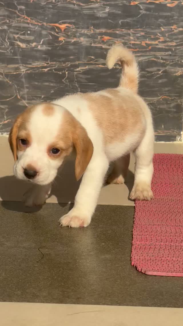 Beagle Black & Tan Puppy, farm video