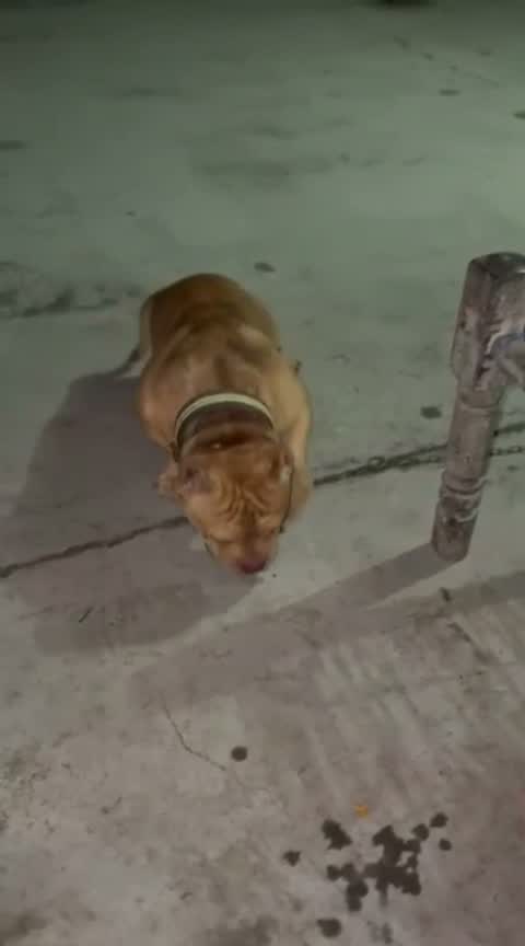 American Bully XXL Size Puppy, farm video