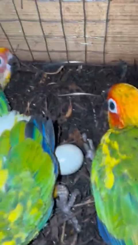 Sun Conure, farm video